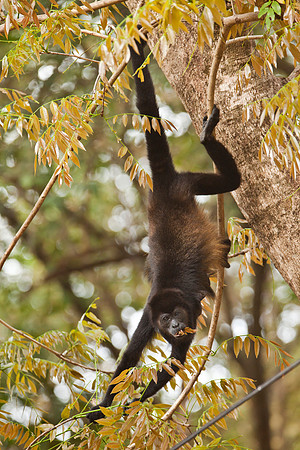 Lunch for Mom - Howler Monkey