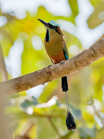 Turquoise-Browed Motmot