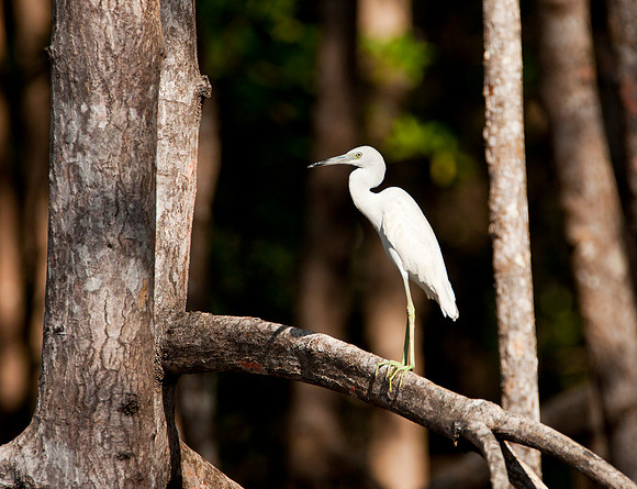 Great Egret, Juvenile