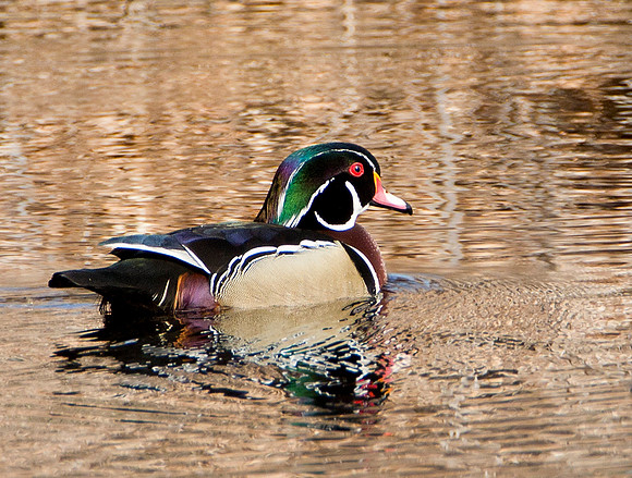 Wood Duck