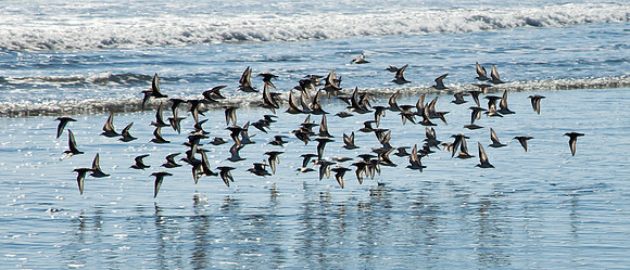 Sandpipers in Flight - Pacific Coast