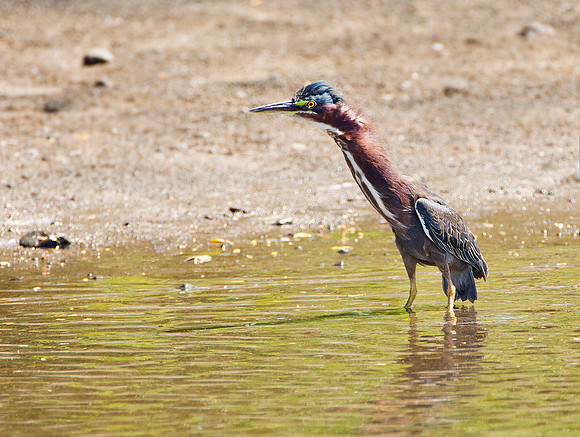 Green Heron - Bahia Potrero