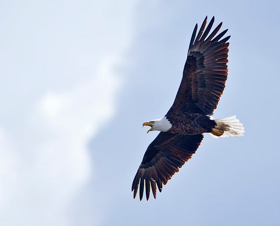 Bald Eagle in Flight