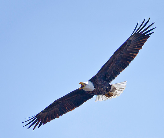 American Bald Eagle