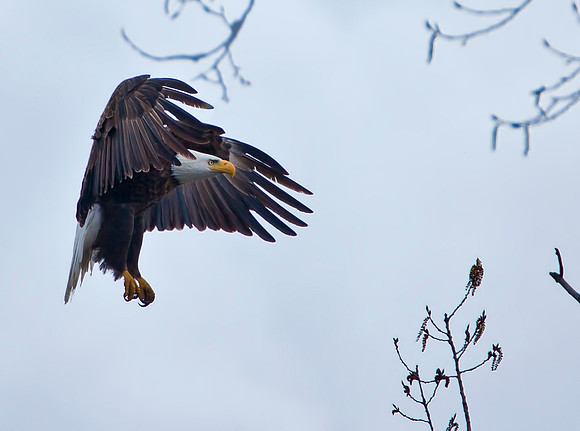 Bald Eagle Landing