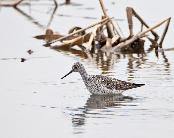 Greater Yellowlegs - Minnesota River
