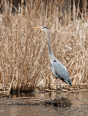 Adult Great Blue Heron
