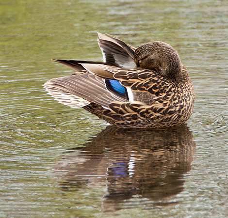 Preening - Adult Female Mallard