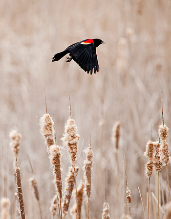 Red Wing in Flight