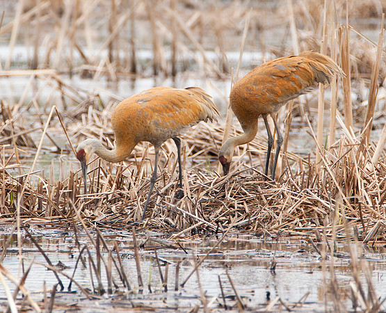 Nest Maintenance - Sandhills, Minnesota River