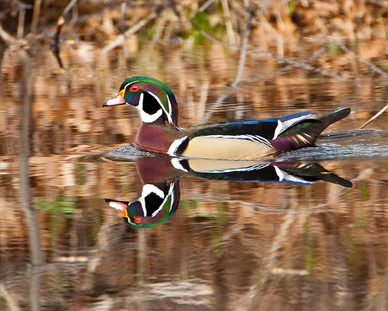 Elegance - Adult Male Wood Duck