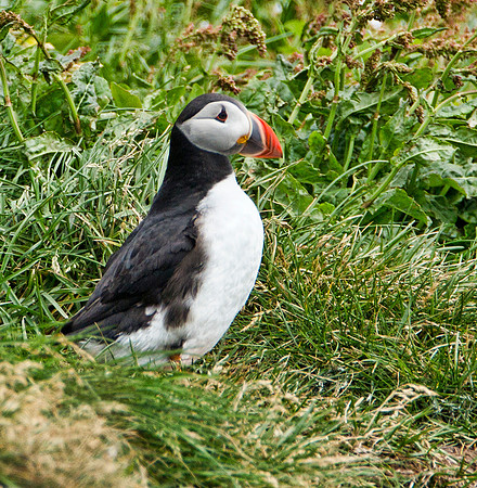 Atlantic Puffin