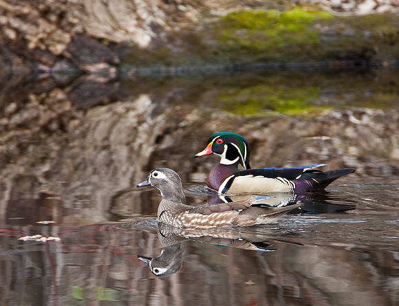 Wood Ducks - Mated Pair