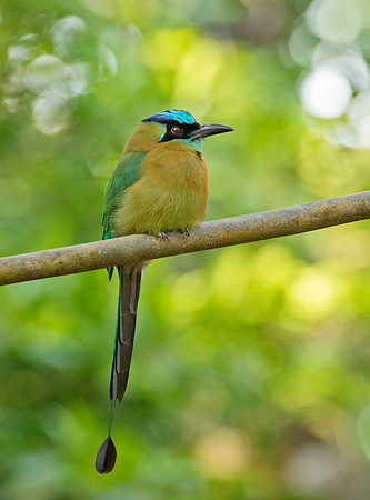 Lesson's Motmot - Santa Elena