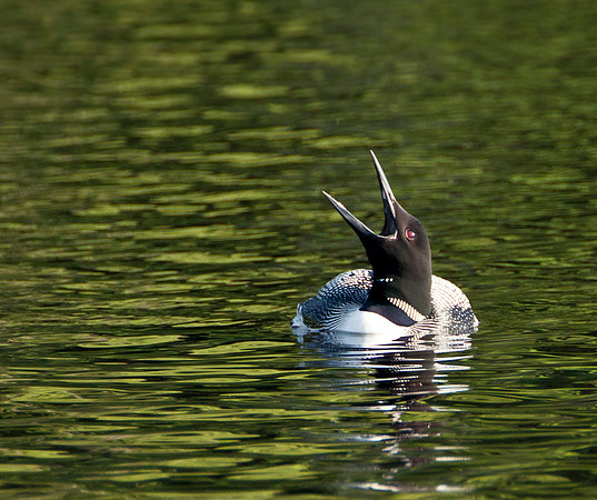 "Laughing" Loon