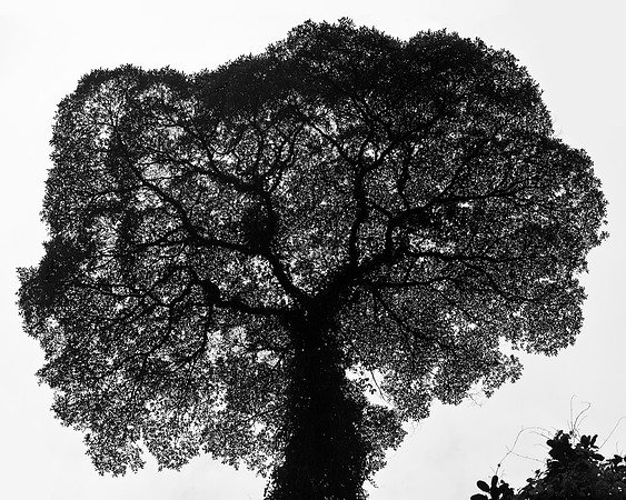 Broccoli Tree (Ceiba Pentandra)