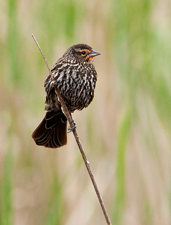 Female Red Wing Blackbird