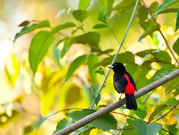Cherrie's Tanager - Quepos