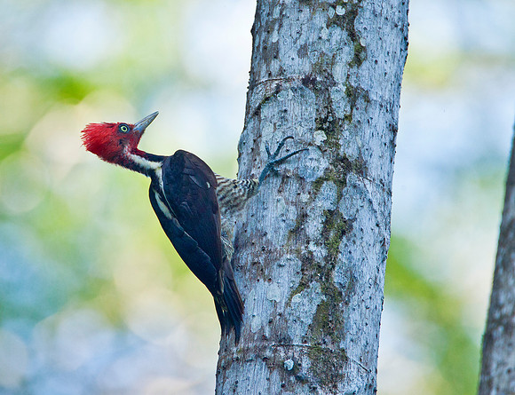 Lineated Woodpecker - Quepos, CR