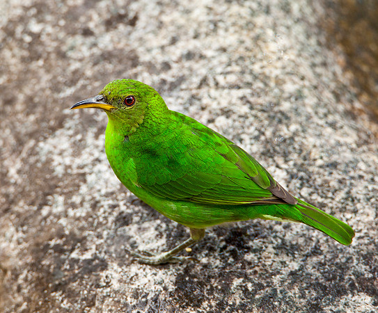 Female Green Honeycreeper