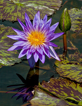 Purple Perfection