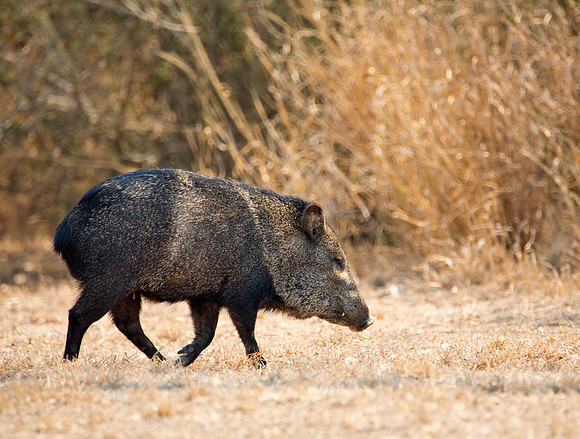 Javelina