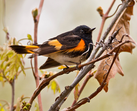 American Redstart