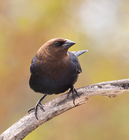 Brown Headed Cowbird