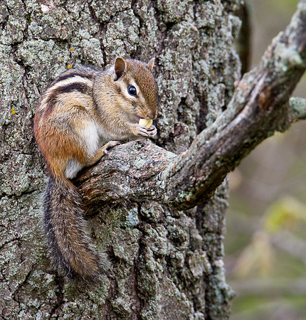 Chipmunk