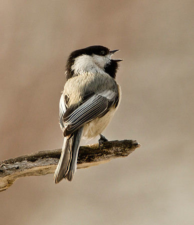 Black Capped Chickadee