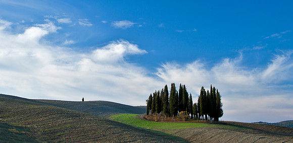 Cyprus Trees - Tuscany