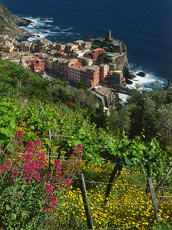 Wildflowers & Grapevines - Vernazza