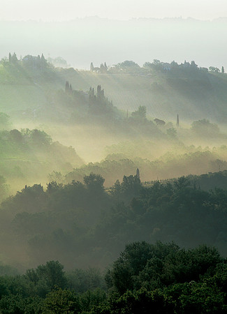 Mist in the Vines