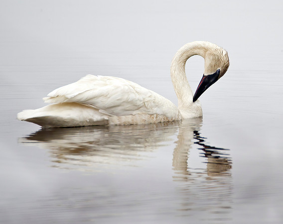 Elegance - Trumpeter Swan