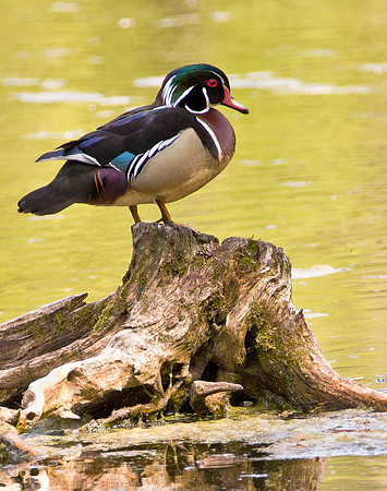 Wood Duck - Male
