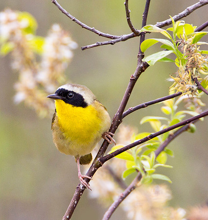 Yellow Throated Warbler