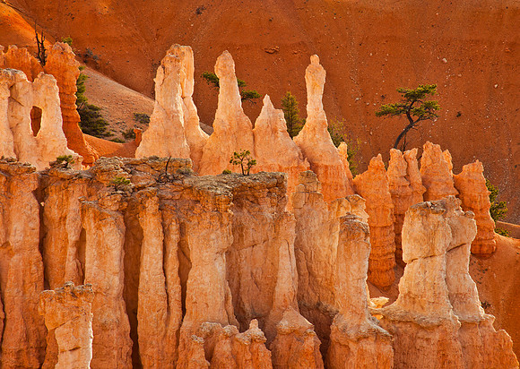 Pinnacles and Pines
