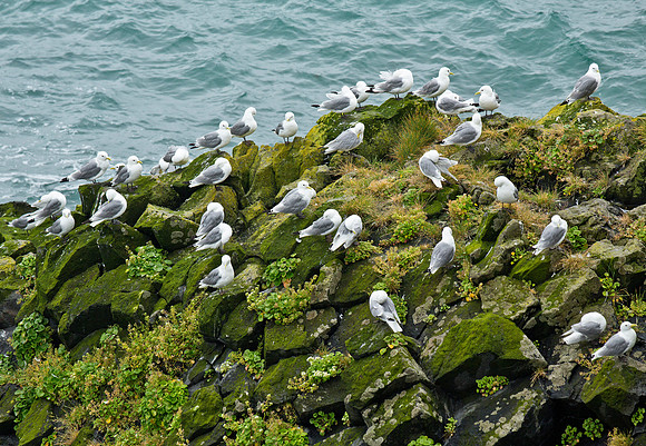 Sea Gull Colony - Arnarstapi