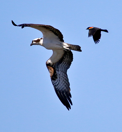 In Pursuit - Osprey & Red Wing Blackbird