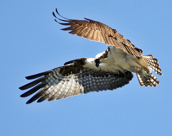 Western Osprey