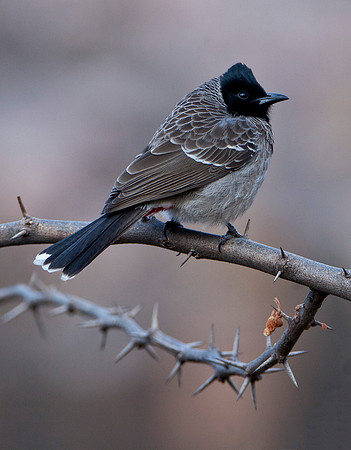 Red Vented Bulbul - Southern India