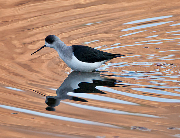 Black Wing Stilt - Ramthambore National Park