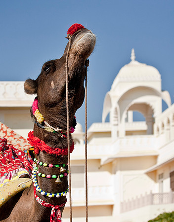 Indian Camel - Sawai Madopur, Rajasthan