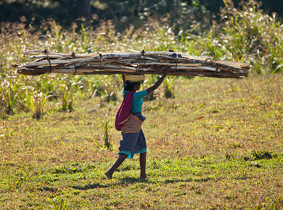 Tribeswoman Gathering Firewood - Periyar N.P.