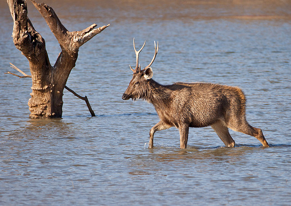 Sambar Deer - South India