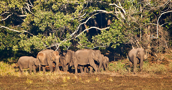 Indian Elephants (wild) - Periyar
