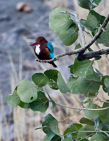 White Breasted Kingfisher