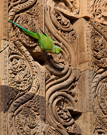 Indian Ringneck Parakeet - Qutab Minar