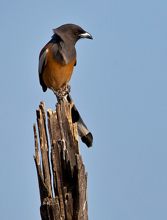 Indian Magpie - Periyar National Park