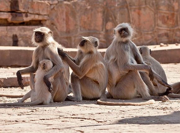 Preening - Gray Langur, Rajasthan